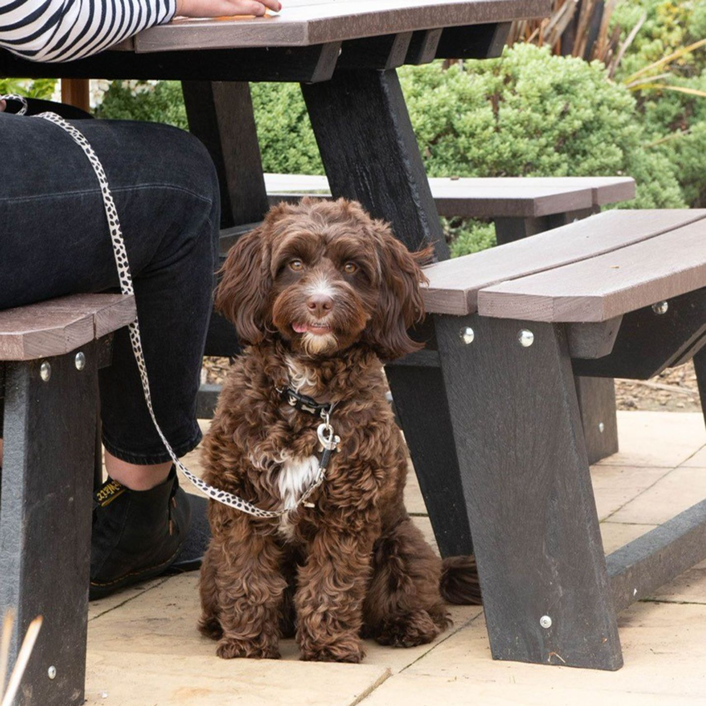 Your local dog friendly pub in Harrogate